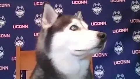 Dogs on a College Mascot Video Call