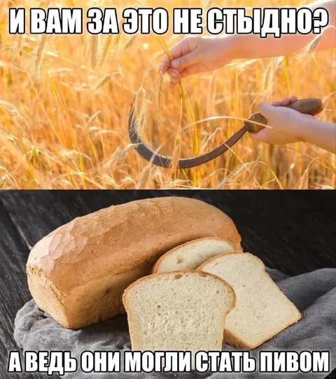 Пшеница, которая могла стать пивом