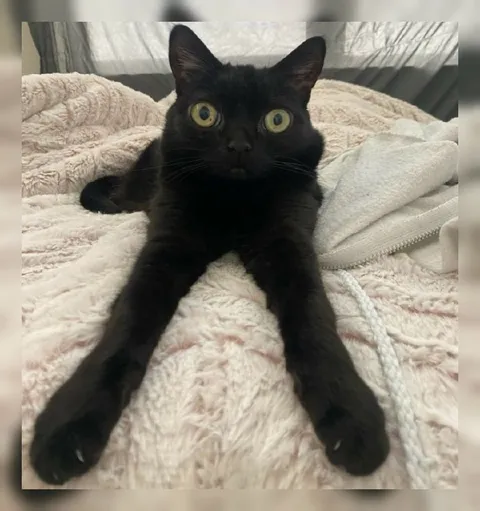 Кот с вытянутыми лапами