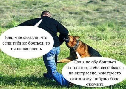 Собака не экстрасенс