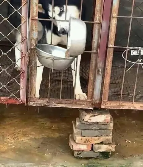 Собака достаёт миску