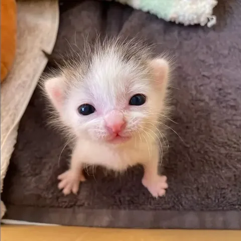 Милый белый котёнок