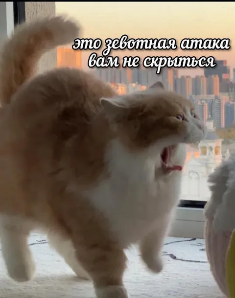 Животная атака кота