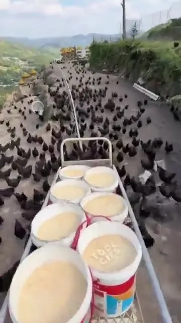 Тележка сквозь море куриц