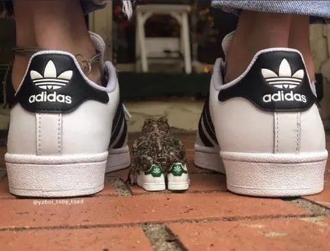 Лягушка в маленьких Adidas