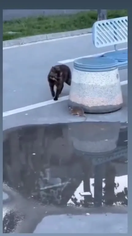 Кот и мышь у моря