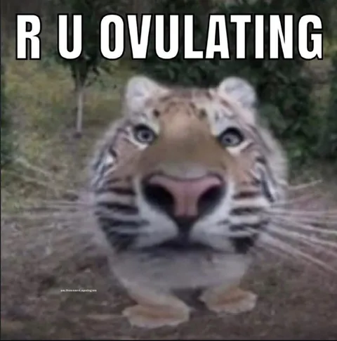 R U OVULATING Tiger