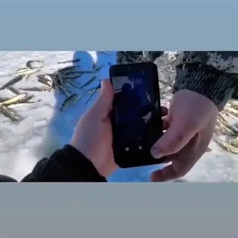 Подводный мир подо льдом