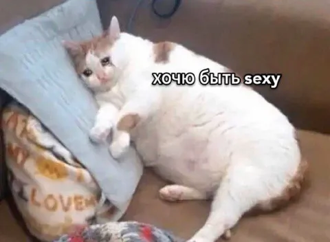Кот хочет быть sexy