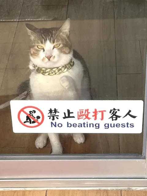 禁止毆打客人的貓