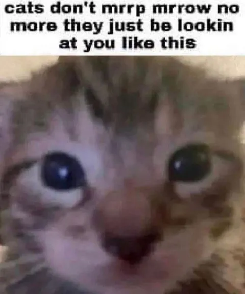 Cats Just Be Lookin