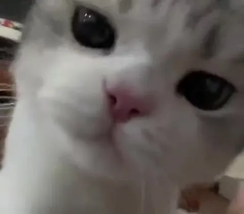 深情告白的小猫