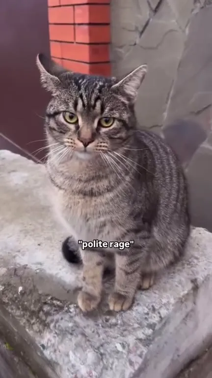 Polite Rage Cat Stares