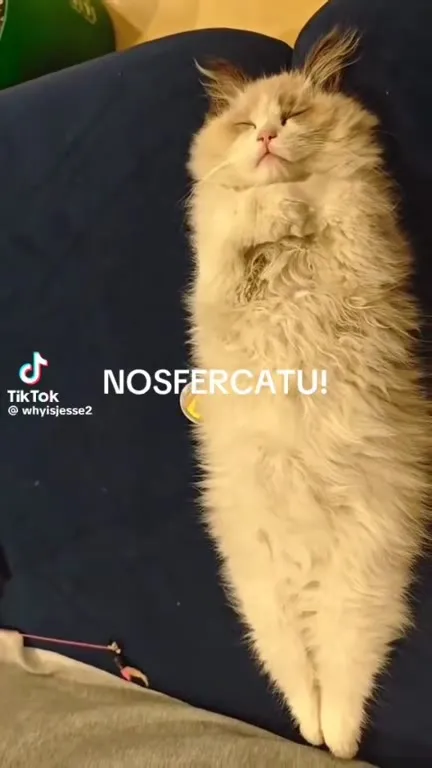 Nosferatu Cat Gets a Close-Up