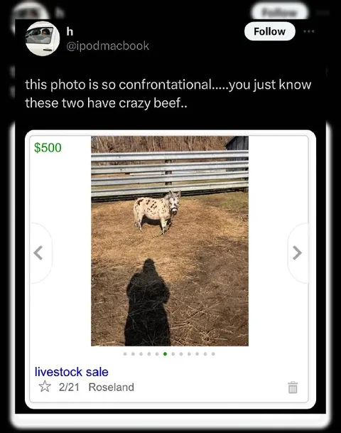 Animals With Serious Beef