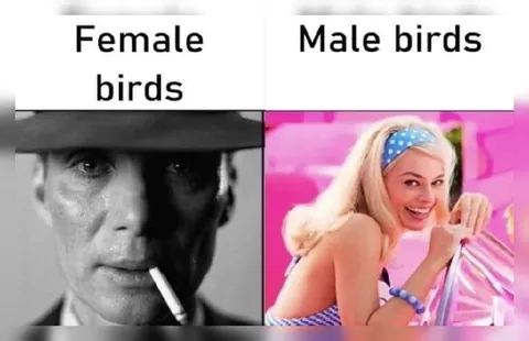 Female Birds Male Birds