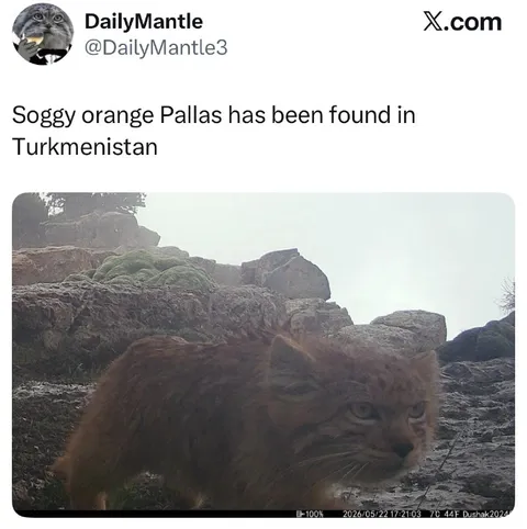Soggy Orange Pallas Cat