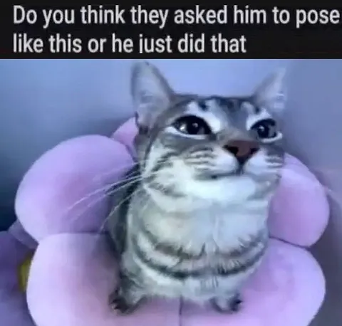 Cat Posing Like That
