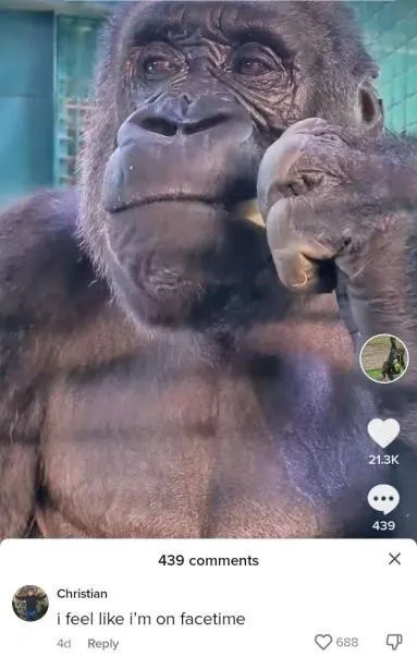 Gorilla Feels Like FaceTime