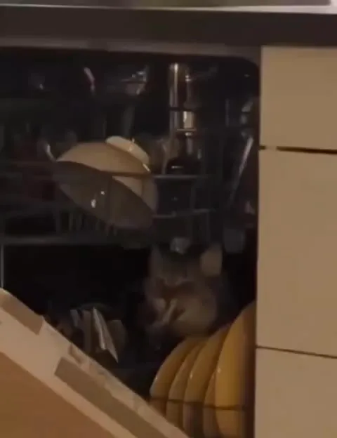 Кот в посудомоечной машине