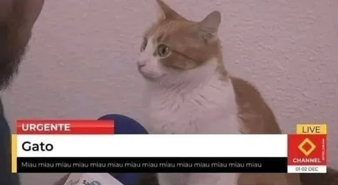 Gato falando miau na TV