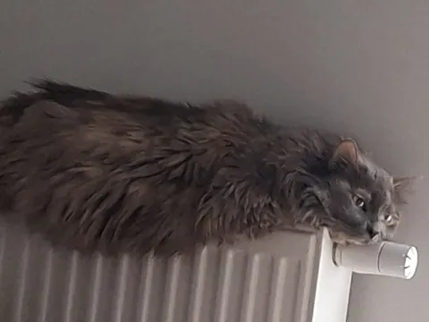 Кот на горячей батарее