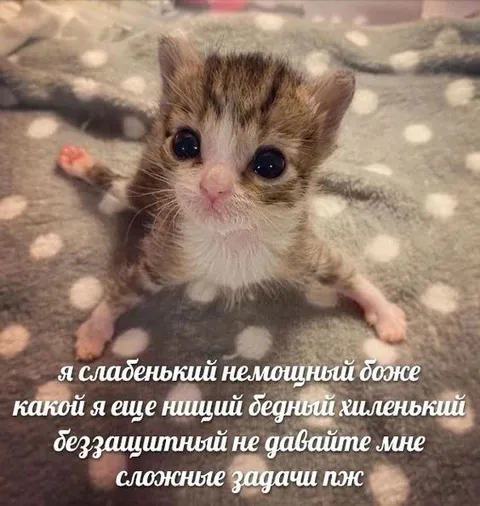 Бедный маленький беззащитный котёнок
