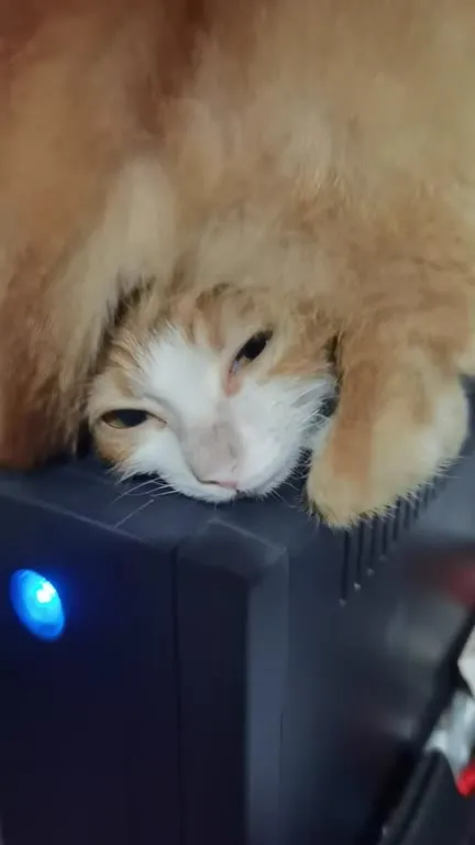 Котята на бесперебойнике