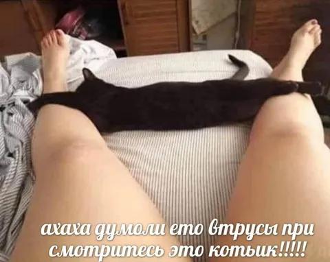 Думали, что в трусы — а это котык