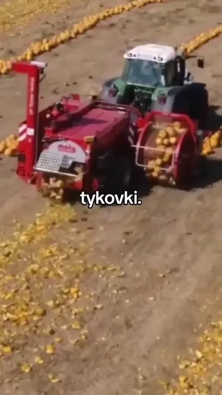 Комбайны собирают тыковки