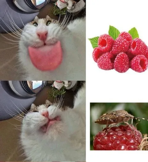 Кот, похожий на малину