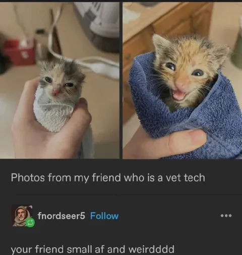Small and Weird Kitten