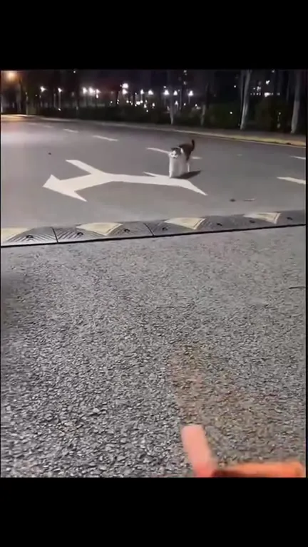Кот идёт на зов пальца
