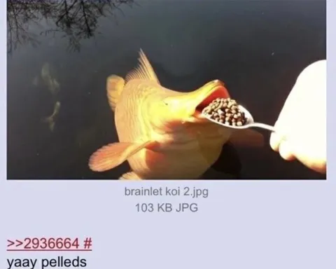 Koi Fish Gets Pellets