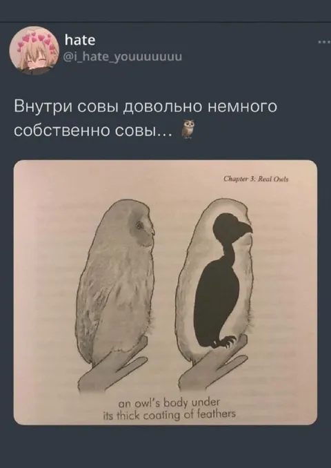 Что внутри совы