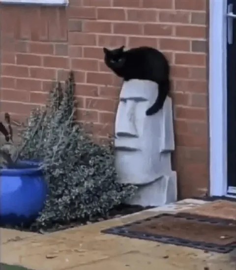 Кот на каменной голове
