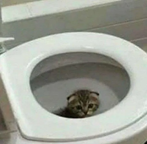 Лягушка в туалете