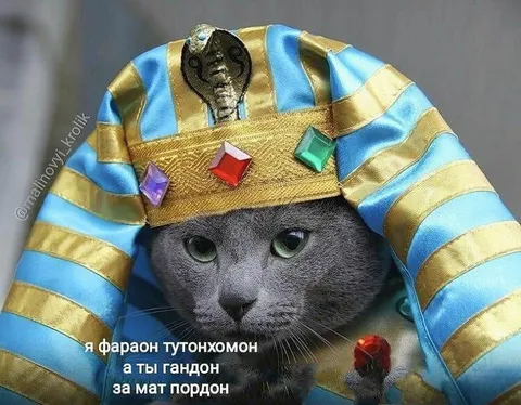 Кот-фараон и матершинник