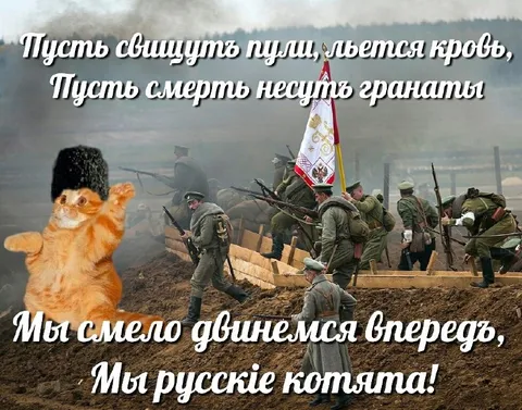 Русские котята идут вперёд