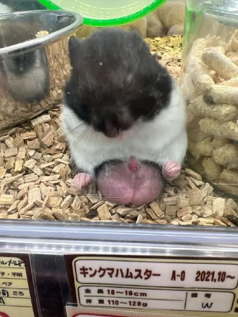 巨大な玉を抱えるハムスター