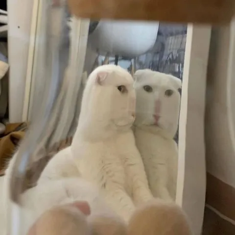 Кот смотрит на своё отражение