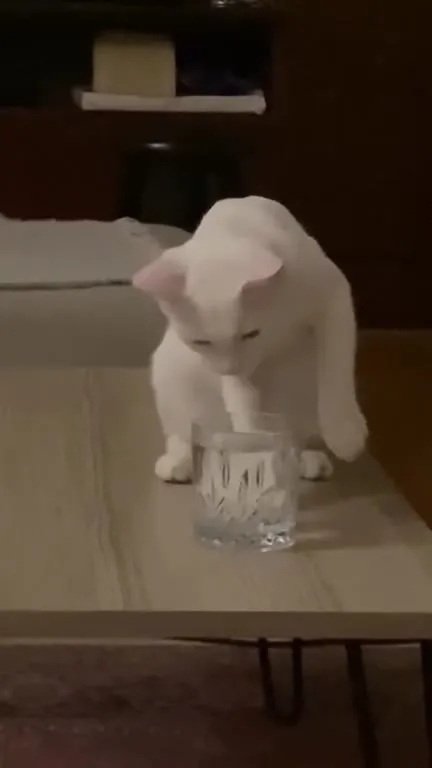 Белый кот пьёт из стакана