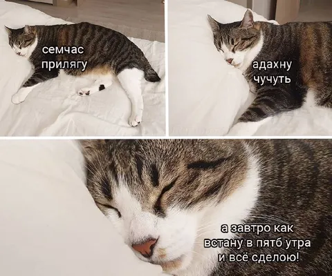 Кот прилёг на пять минут
