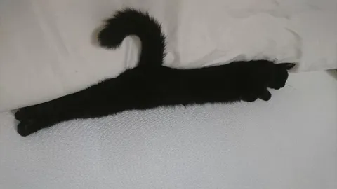 Кот под простынёй