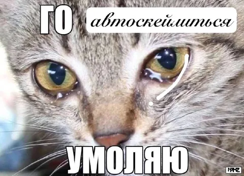 Умоляющий плачущий кот
