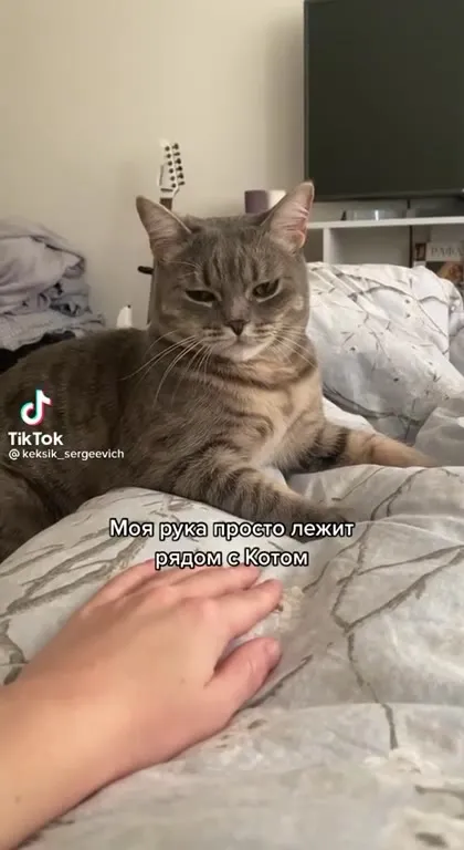 Кот не терпит руку рядом