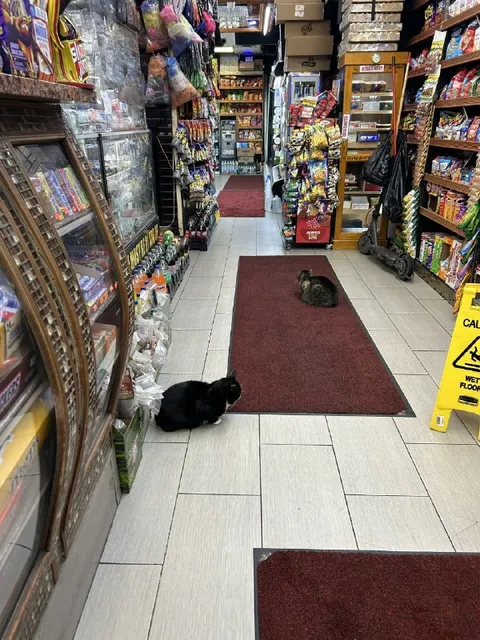 Кошки в магазине