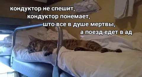 Кот едет в ад