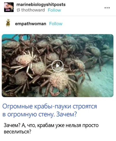 Крабы-пауки строят стену