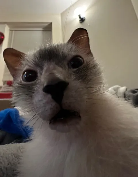 Удивлённый кот крупным планом